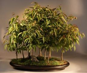 Japanese Hornbeam Bonsai Tree<br><i>(carpinus japonica)</i>