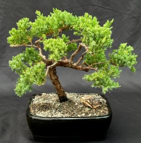 Juniper Bonsai Tree - Trained <br><i>(juniper procumbens nana)</i>