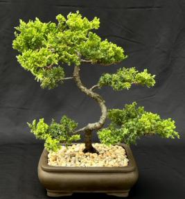 Juniper Bonsai Tree - Trained <br><i>(juniper procumbens nana)</i>