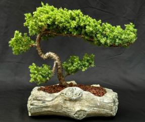 Juniper Bonsai Tree - Trained <br><i>(juniper procumbens nana)</i>