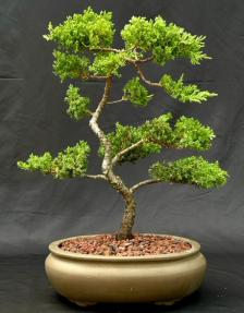 Juniper Bonsai Tree - Trained <br><i>(juniper procumbens nana)</i>