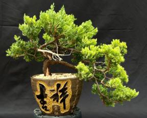 Juniper Bonsai Tree - Trained in Jin Style<br><i>(juniper procumbens nana)</i>
