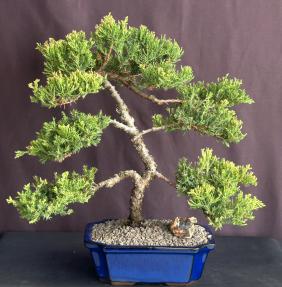 Juniper Bonsai Tree - Trained <br><i>(juniper procumbens nana)</i>