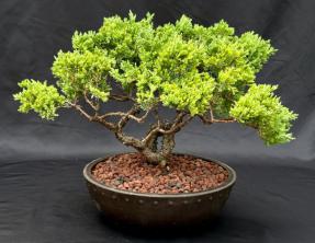 Juniper Bonsai Tree - Trained <br><i>(juniper procumbens nana)</i>