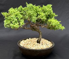 Juniper Bonsai Tree - Trained <br><i>(juniper procumbens nana)</i>