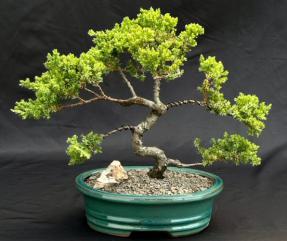 Juniper Bonsai Tree - Trained <br><i>(juniper procumbens nana)</i>