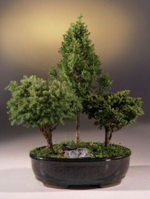 Alaska Cedar w/two Bonsai Trees</i>