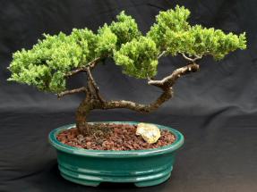 Juniper Bonsai Tree - Trained <br><i>(juniper procumbens nana)</i>