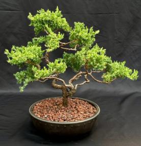 Juniper Bonsai Tree - Trained <br><i>(juniper procumbens nana)</i>