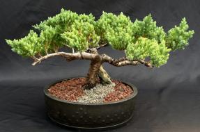 Juniper Bonsai Tree - Trained <br><i>(juniper procumbens nana)</i>