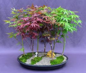 Japanese Maple Bonsai Tree<br><i>Seven Tree Forest Group<br>(acer palmatum)