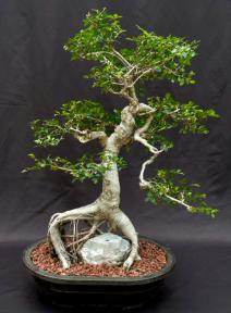 Chinese Elm Bonsai Tree<br>Root Over Rock Style<br><i>(ulmus parvifolia)</i>