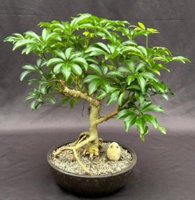 Hawaiian Umbrella Bonsai Tree<br><i></i>Exposed Roots<br><i></i>(arboricola schefflera)