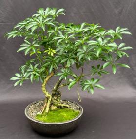 Hawaiian Umbrella Bonsai Tree<br><i></i>Exposed Roots<br><i></i>(arboricola schefflera)