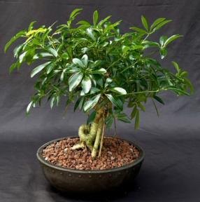 Hawaiian Umbrella Bonsai Tree<br>Coiled Trunk Banyan Style<br><i>(arboricola schefflera 'luseanne')</i>