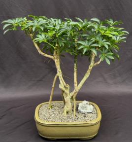 Hawaiian Umbrella Bonsai Tree<br><i></i>Exposed Roots<br><i></i>(arboricola schefflera)