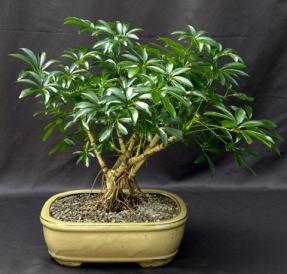 Hawaiian Umbrella Bonsai Tree<br>Banyan Style<br>(arboricola schfflera)