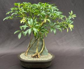 Variegated Hawaiian Umbrella Bonsai Tree <br>Root Over Rock<br><i>(Arboricola Schefflera 'Luseanne')</i>