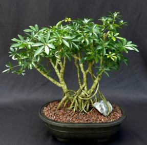 Hawaiian Umbrella Bonsai Tree<br>Banyan Style<br>(arboricola schfflera)