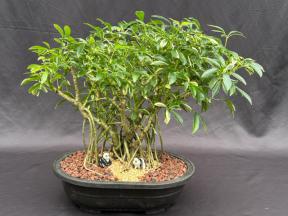 Variegated Hawaiian Umbrella Bonsai Tree<br>Banyan Style<br>(arboricola schfflera)