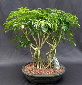 Hawaiian Umbrella Bonsai Tree<br>Banyan Style<br>(arboricola schfflera)