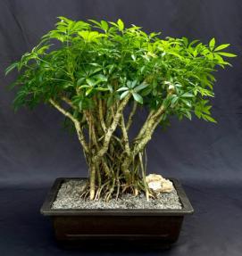 Hawaiian Umbrella Bonsai Tree<br>Banyan Style<br>(arboricola schfflera)