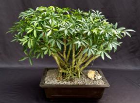 Hawaiian Umbrella Bonsai Tree<br>Banyan Style<br>(arboricola schfflera)