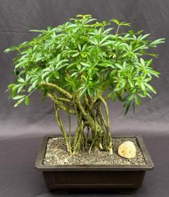 Hawaiian Umbrella Bonsai Tree<br>Banyan Style<br>(arboricola schfflera)