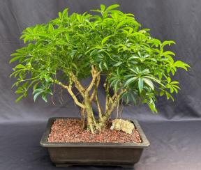 Hawaiian Umbrella Bonsai Tree<br>Banyan Style<br>(arboricola schfflera)