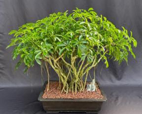 Hawaiian Umbrella Bonsai Tree<br>Banyan Style<br>(arboricola schfflera)