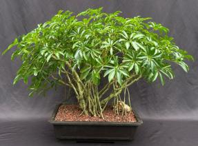 Hawaiian Umbrella Bonsai Tree<br>Banyan Style<br>(arboricola schfflera)