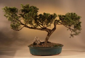 Shimpaku Juniper Bonsai Tree<br><i>(juniperus chinensis)</i>