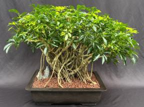 Hawaiian Umbrella Bonsai Tree<br>Banyan Style<br>(arboricola schfflera)