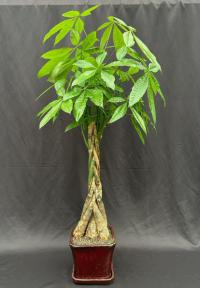 Money Bonsai Tree - Braided Trunk<br><i>(pachira aquatica)</i>