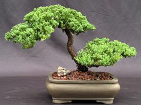 Juniper Bonsai Tree - Trained <br><i>(juniper procumbens nana)</i>