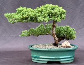 Juniper Bonsai Tree - Trained <br><i>(juniper procumbens nana)</i>