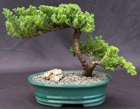 Juniper Bonsai Tree - Trained <br><i>(juniper procumbens nana)</i>