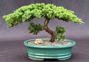 Juniper Bonsai Tree - Trained <br><i>(juniper procumbens nana)</i>