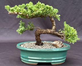 Juniper Bonsai Tree - Trained <br><i>(juniper procumbens nana)</i>