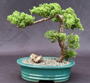 Juniper Bonsai Tree - Trained <br><i>(juniper procumbens nana)</i>