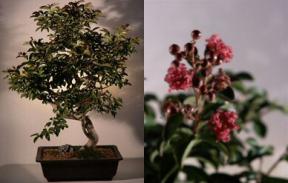 Crape Myrtle Bonsai Tree<br><i>(lagerstroemia indica)</i>