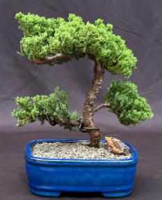 Juniper Bonsai Tree - Trained <br><i>(juniper procumbens nana)</i>