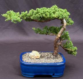 Juniper Bonsai Tree - Trained <br><i>(juniper procumbens nana)</i>