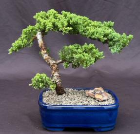 Juniper Bonsai Tree - Trained <br><i>(juniper procumbens nana)</i>