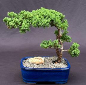 Juniper Bonsai Tree - Trained <br><i>(juniper procumbens nana)</i>