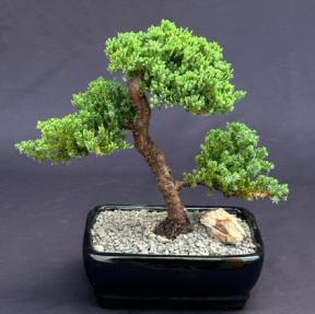 Juniper Bonsai Tree - Trained <br><i>(juniper procumbens nana)</i>