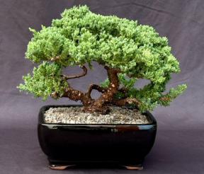 Juniper Bonsai Tree - Trained <br><i>(juniper procumbens nana)</i>