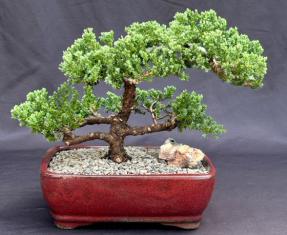 Juniper Bonsai Tree - Trained <br><i>(juniper procumbens nana)</i>