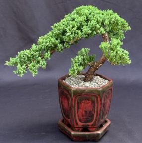 Juniper Bonsai Tree - Trained <br><i>(juniper procumbens nana)</i>