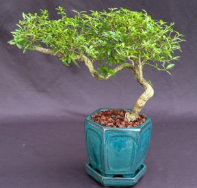 Chinese Flowering White Serissa <br>Bonsai Tree of a Thousand Stars <br>Semi Cascade Style<br>(serissa japonica)</i>